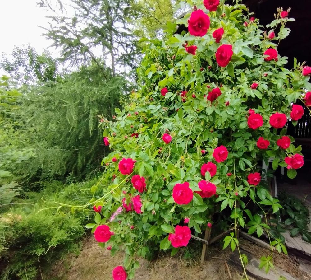 Garden House Nad Jeziorem Szelment Przejma Wielka Exteriör bild